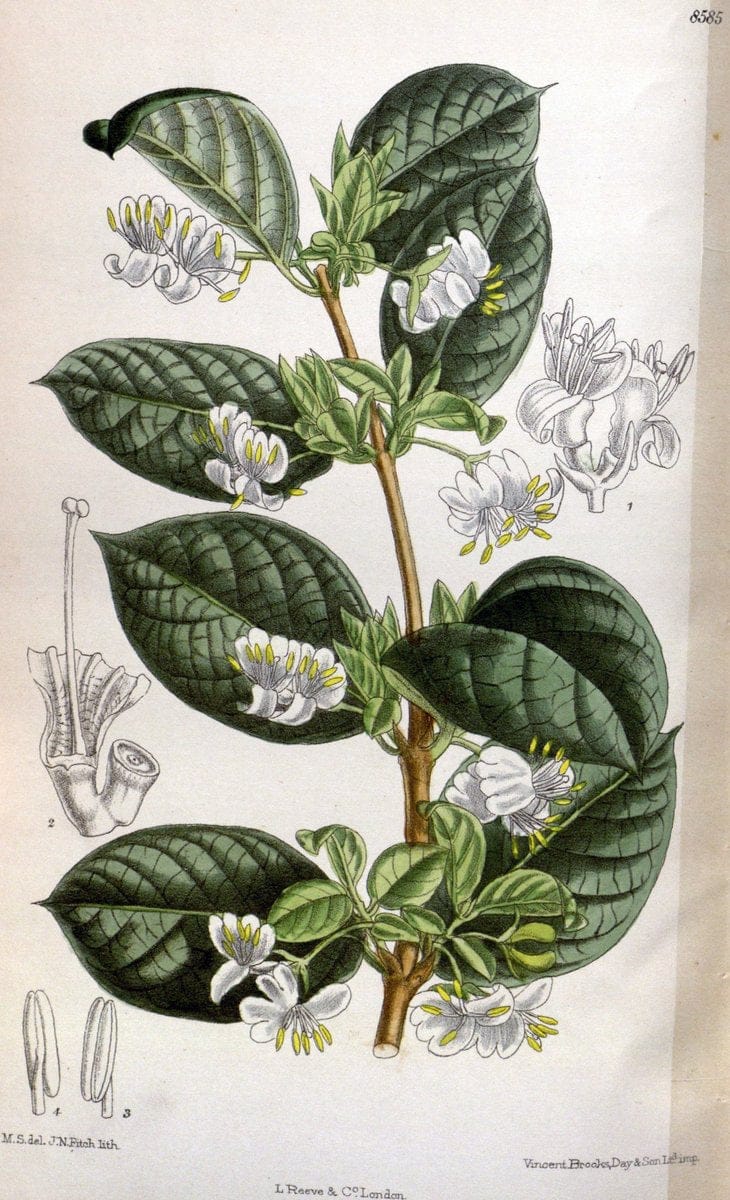 Curtis's botanical magazine. London ; New York [etc.] :Academic Press [etc.]. | "Botanical illustration" Botany Periodicals "Pictorial works" "Plants, Ornamental"  | Vintage Print Reproduction 453497