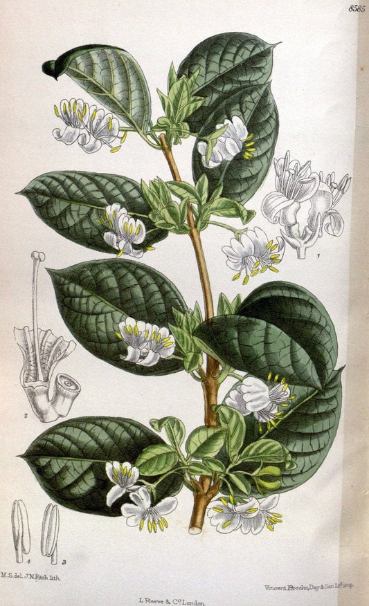 Curtis's botanical magazine. London ; New York [etc.] :Academic Press [etc.]. | "Botanical illustration" Botany Periodicals "Pictorial works" "Plants, Ornamental"  | Vintage Print Reproduction 453497