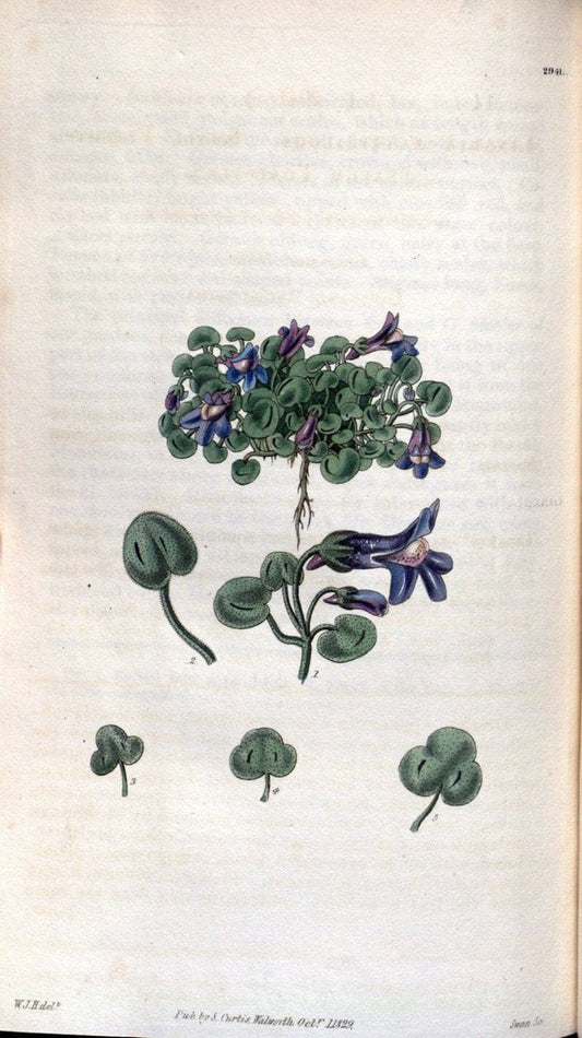 Curtis's botanical magazine. London ; New York [etc.] :Academic Press [etc.]. | "Botanical illustration" Botany Periodicals "Pictorial works" "Plants, Ornamental"  | Vintage Print Reproduction 453498