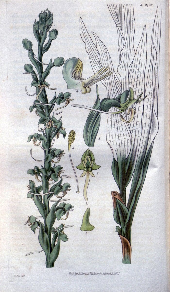Curtis's botanical magazine..London ;New York [etc.] :Academic Press [etc.]. |  | Vintage Print Reproduction 453500