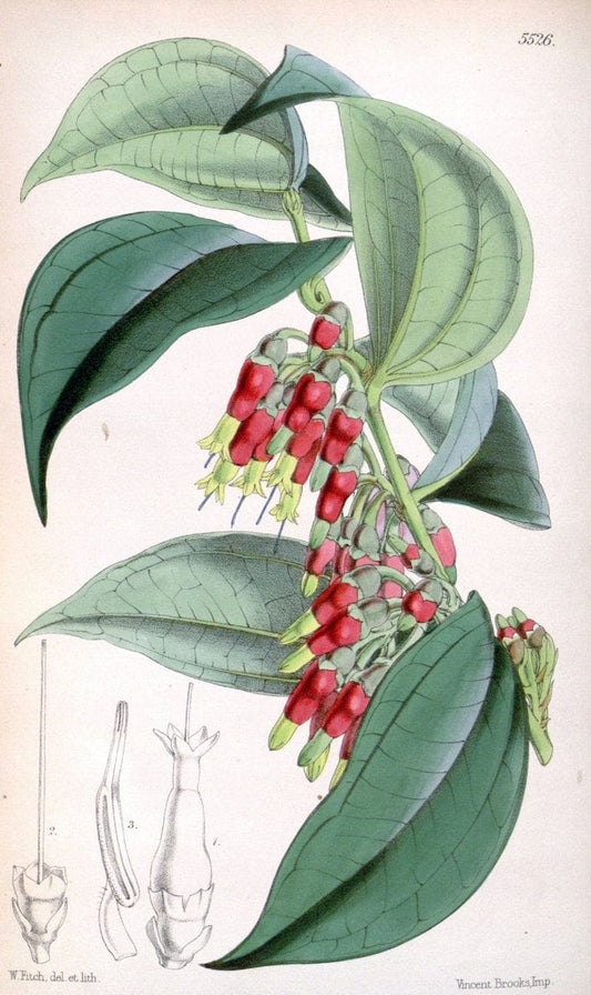 Curtis's botanical magazine..London ;New York [etc.] :Academic Press [etc.]. |  | Vintage Print Reproduction 453501