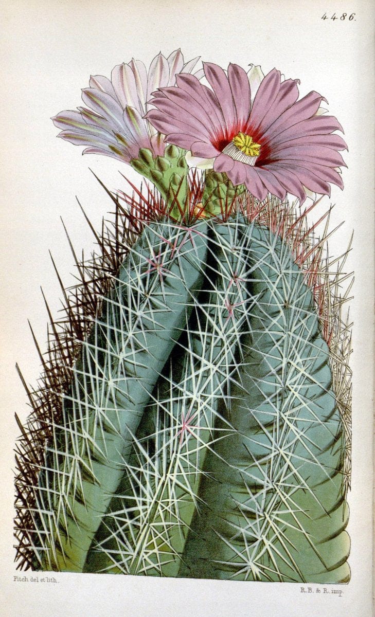 Curtis's botanical magazine. London ;New York [etc.] :Academic Press [etc.]. | Botany Periodicals "Pictorial works"  | Vintage Print Reproduction 453502