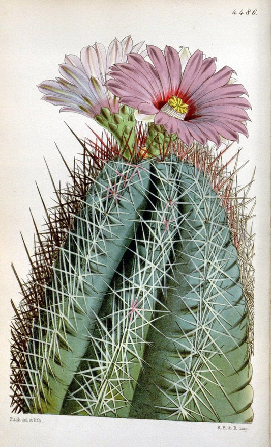 Curtis's botanical magazine. London ;New York [etc.] :Academic Press [etc.]. | Botany Periodicals "Pictorial works"  | Vintage Print Reproduction 453502