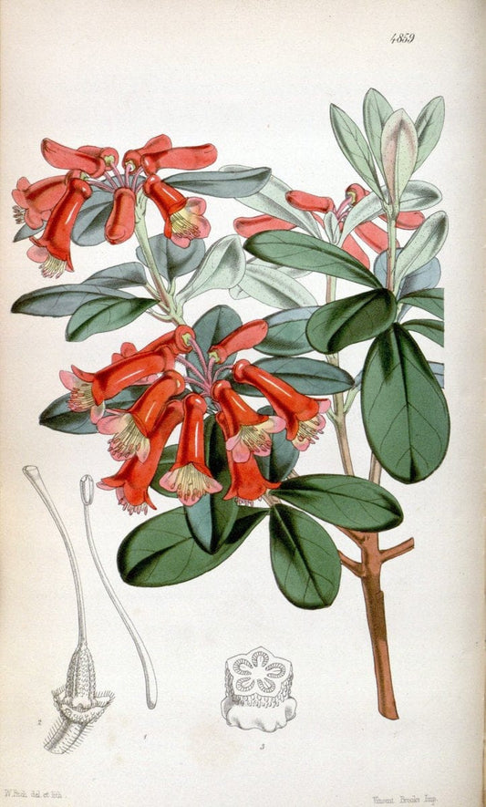 Curtis's botanical magazine. London ;New York [etc.] :Academic Press [etc.]. | Botany Periodicals "Pictorial works"  | Vintage Print Reproduction 453504