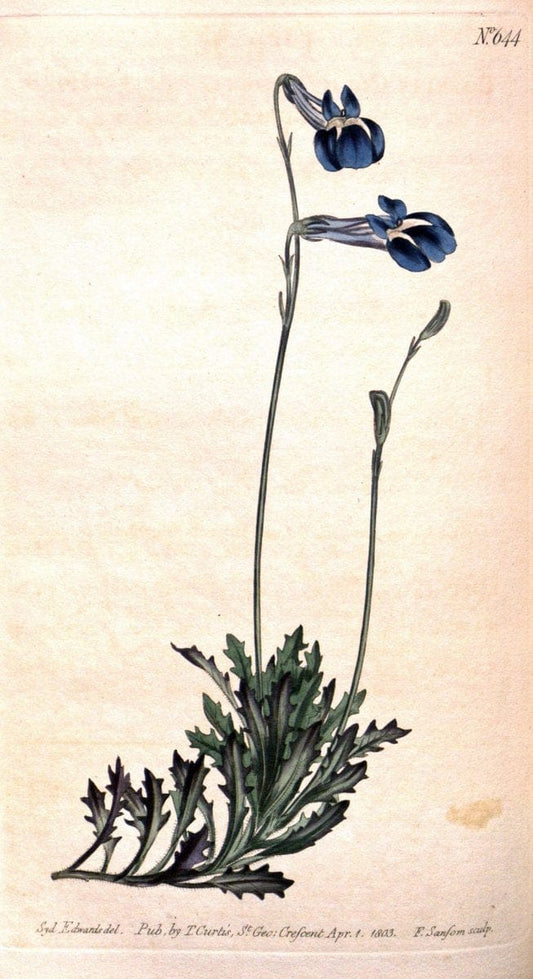 Curtis's botanical magazine. London ;New York [etc.] :Academic Press [etc.]. | Botany Periodicals "Pictorial works"  | Vintage Print Reproduction 453505