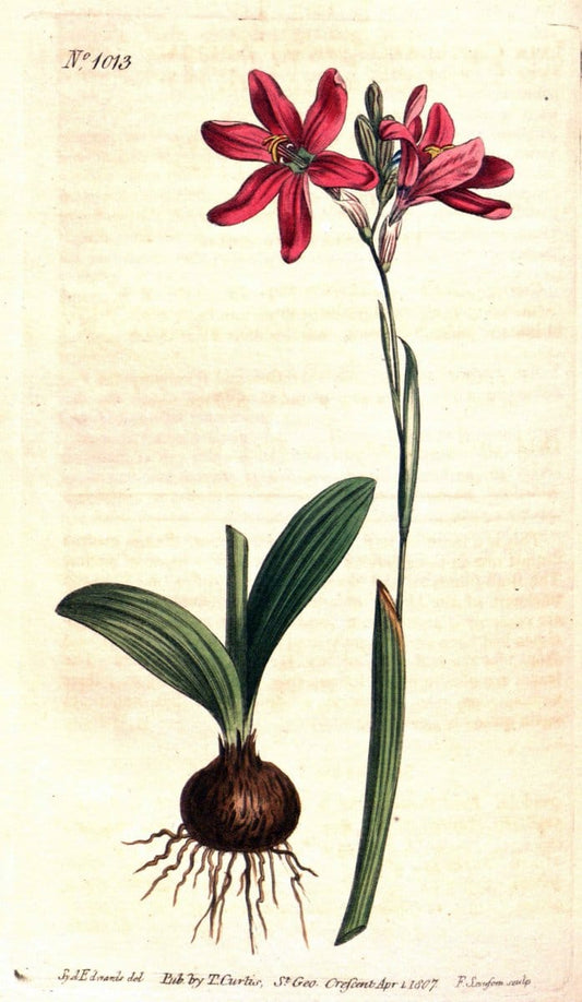 Curtis's botanical magazine. London ;New York [etc.] :Academic Press [etc.]. | Botany Periodicals "Pictorial works"  | Vintage Print Reproduction 453506