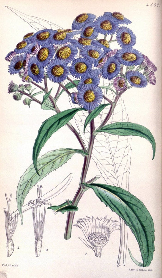 Curtis's botanical magazine. London ; New York [etc.] :Academic Press [etc.]. | "Botanical illustration" Botany Periodicals "Pictorial works" "Plants, Ornamental"  | Vintage Print Reproduction 453508