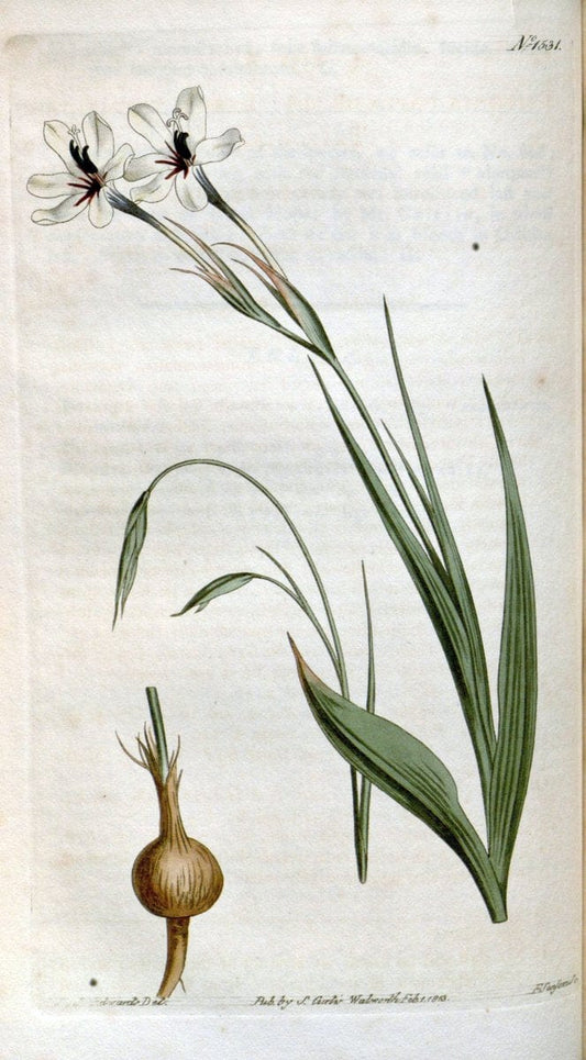 Curtis's botanical magazine. London ; New York [etc.] :Academic Press [etc.]. | "Botanical illustration" Botany Periodicals "Pictorial works" "Plants, Ornamental"  | Vintage Print Reproduction 453509