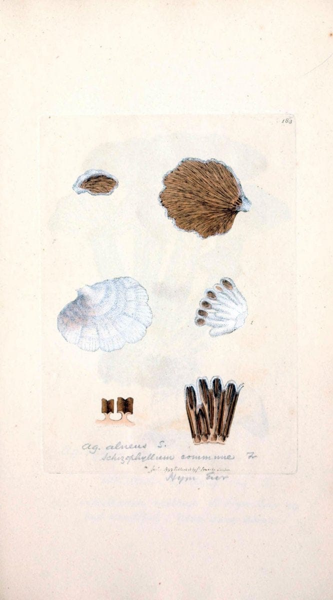 Coloured figures of English fungi or mushrooms. London,Printed by J. Davis,1797-[1809]. | England Mushrooms  | Vintage Print Reproduction 453510
