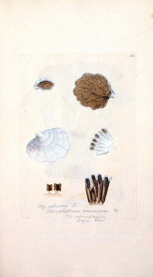 Coloured figures of English fungi or mushrooms. London,Printed by J. Davis,1797-[1809]. | England Mushrooms  | Vintage Print Reproduction 453510