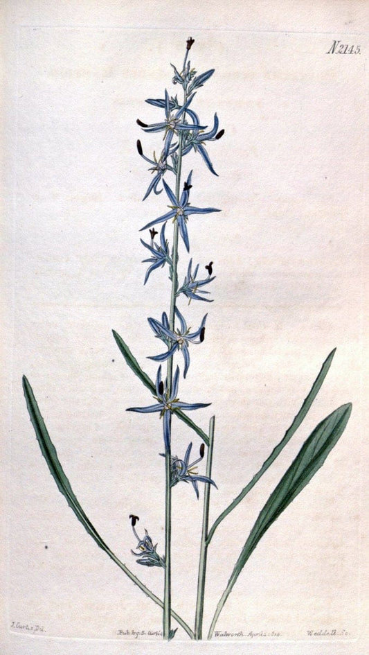 Curtis's botanical magazine. London ; New York [etc.] :Academic Press [etc.]. | "Botanical illustration" Botany Periodicals "Pictorial works" "Plants, Ornamental"  | Vintage Print Reproduction 453512