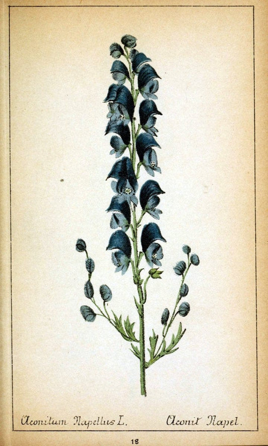 Choix de plantes de l'Europe centrale et particuliÃ¨rement de la Suisse et de la SavoieGe | Europe Central "Pictorial works" Plants "Savoy (France and Italy)" Switzerland  | Vintage Reproduction 453513