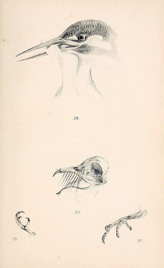 Coloured illustrations of British birds, and their eggs /.London :G.W. Nickisson,1842-1850.. |  | Vintage Print Reproduction 453515