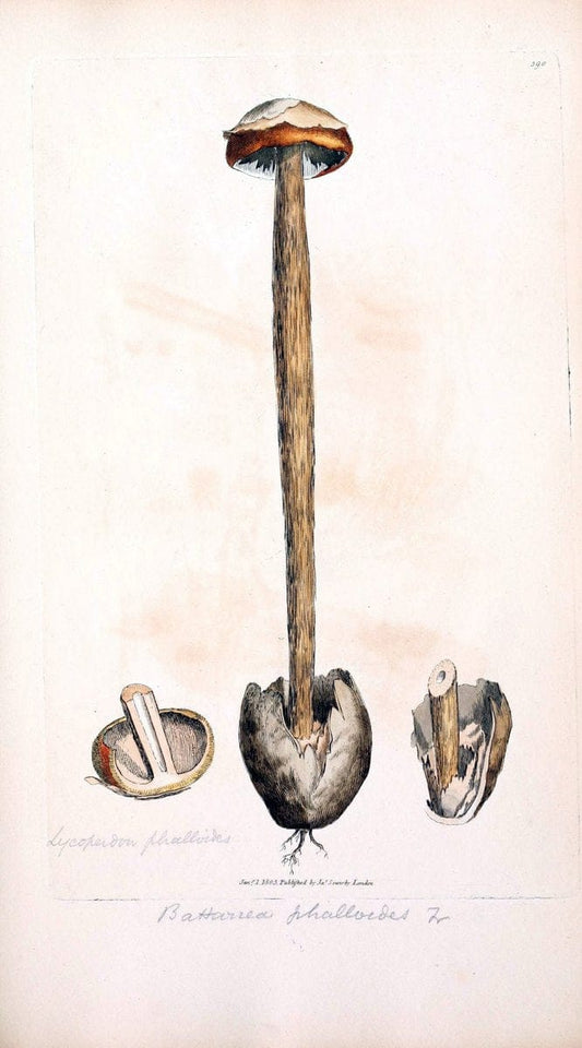 Coloured figures of English fungi or mushrooms. London,Printed by J. Davis,1797-[1809]. | England Mushrooms  | Vintage Print Reproduction 453517
