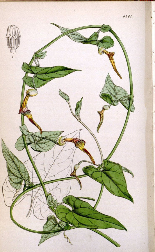 Curtis's botanical magazine. London ; New York [etc.] :Academic Press [etc.]. | "Botanical illustration" Botany Periodicals "Pictorial works" "Plants, Ornamental"  | Vintage Print Reproduction 453518