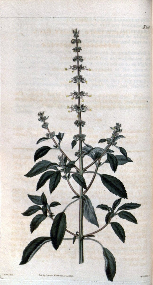 Curtis's botanical magazine. London ; New York [etc.] :Academic Press [etc.]. | "Botanical illustration" Botany Periodicals "Pictorial works" "Plants, Ornamental"  | Vintage Print Reproduction 453519