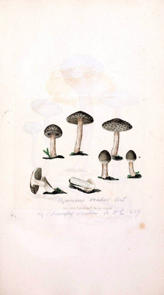 Coloured figures of English fungi or mushrooms. London,Printed by J. Davis,1797-[1809]. | England Mushrooms  | Vintage Print Reproduction 453520
