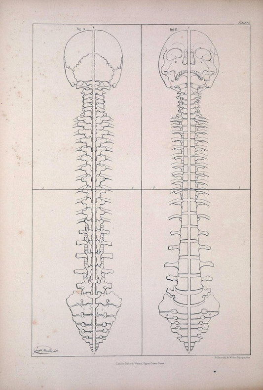 Comparative osteology:.London,Taylor and Walton,1847.  | Bones | Vintage Print Reproduction 453521