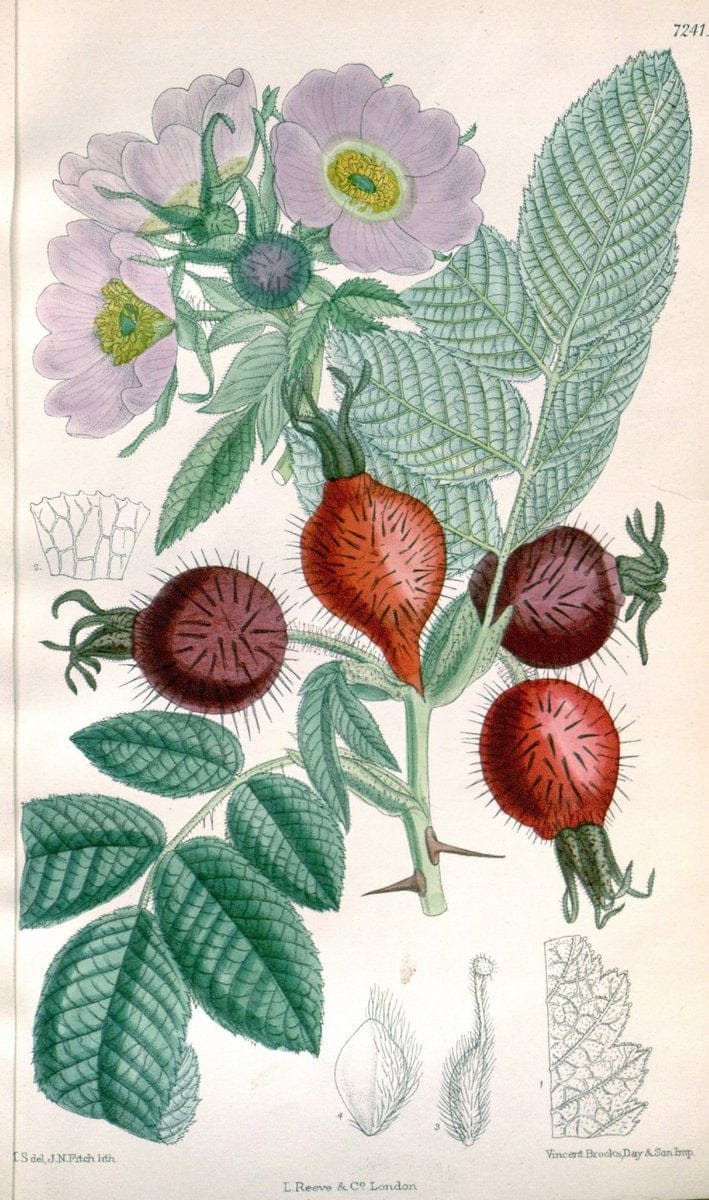 Dragable Image