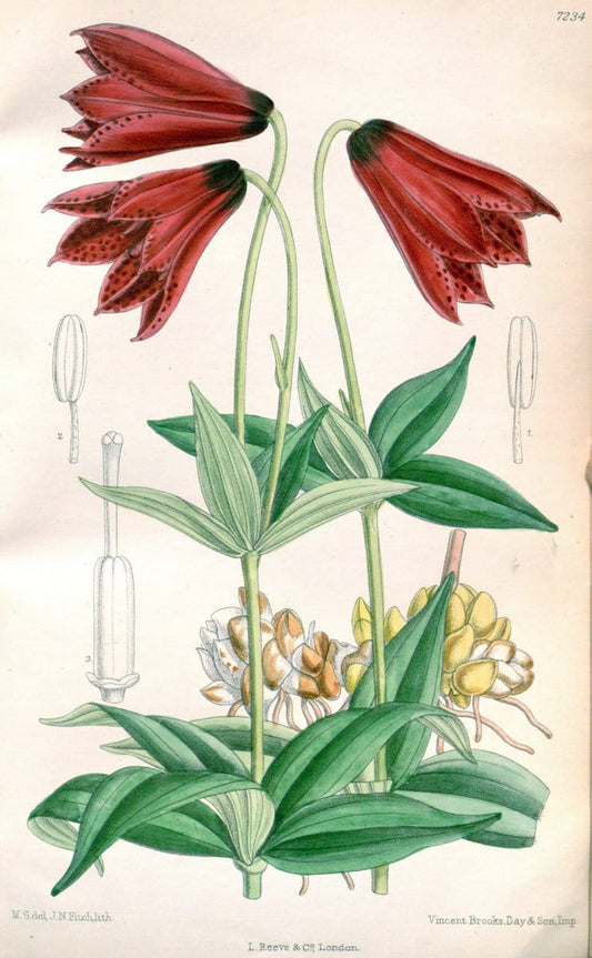 Curtis's botanical magazine. London ; New York [etc.] :Academic Press [etc.]. | "Botanical illustration" Botany Periodicals "Pictorial works" "Plants, Ornamental"  | Vintage Print Reproduction 453523