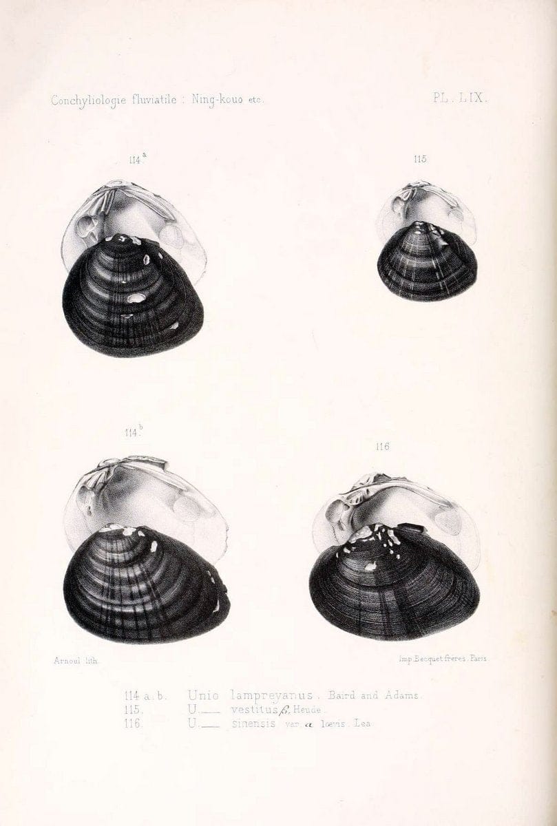 Conchyliologie fluviatile de la province de Nanking et de la Chine centrale /.Paris :Savy,[1875-1885]. | China Mollusks "Nanjing (Jiangsu Sheng)"  | Vintage Print Reproduction 453524