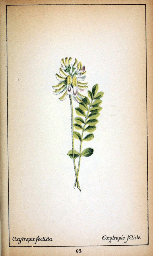 Choix de plantes de l'Europe centrale et particuliÃ¨rement de la Suisse et de la SavoieGe | Europe Central "Pictorial works" Plants "Savoy (France and Italy)" Switzerland  | Vintage Reproduction 453525