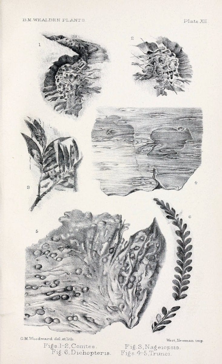 Catalogue of the Mesozoic plants in the Department of Geology, British Museum (Natural History).London,Trustees of the B.M.,1894-1915.  | Vintage Print Reproduction 453526