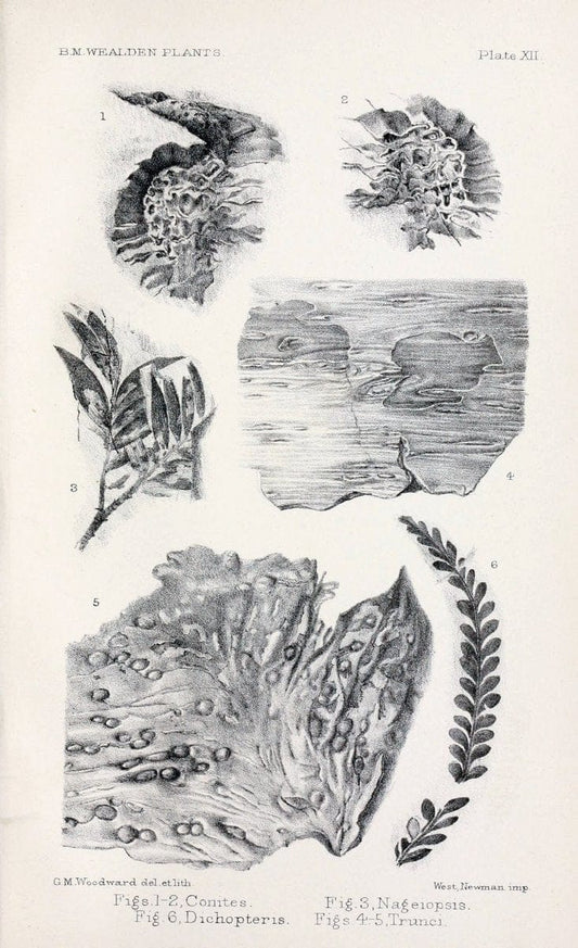 Catalogue of the Mesozoic plants in the Department of Geology, British Museum (Natural History).London,Trustees of the B.M.,1894-1915.  | Vintage Print Reproduction 453526