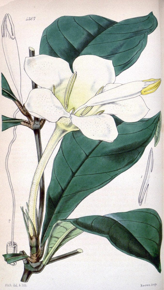 Curtis's botanical magazine. London ; New York [etc.] :Academic Press [etc.]. | "Botanical illustration" Botany Periodicals "Pictorial works" "Plants, Ornamental"  | Vintage Print Reproduction 453527
