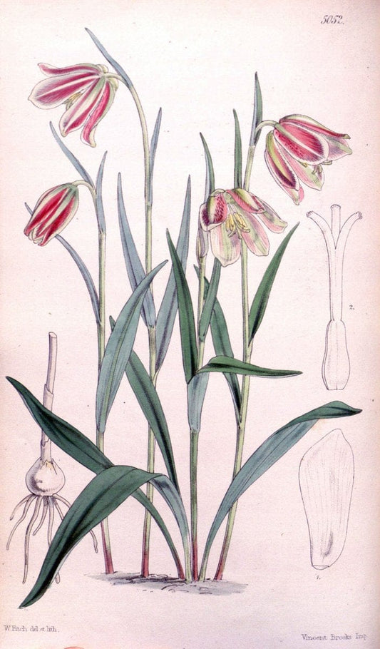 Curtis's botanical magazine. London ; New York [etc.] :Academic Press [etc.]. | "Botanical illustration" Botany Periodicals "Pictorial works" "Plants, Ornamental"  | Vintage Print Reproduction 453528
