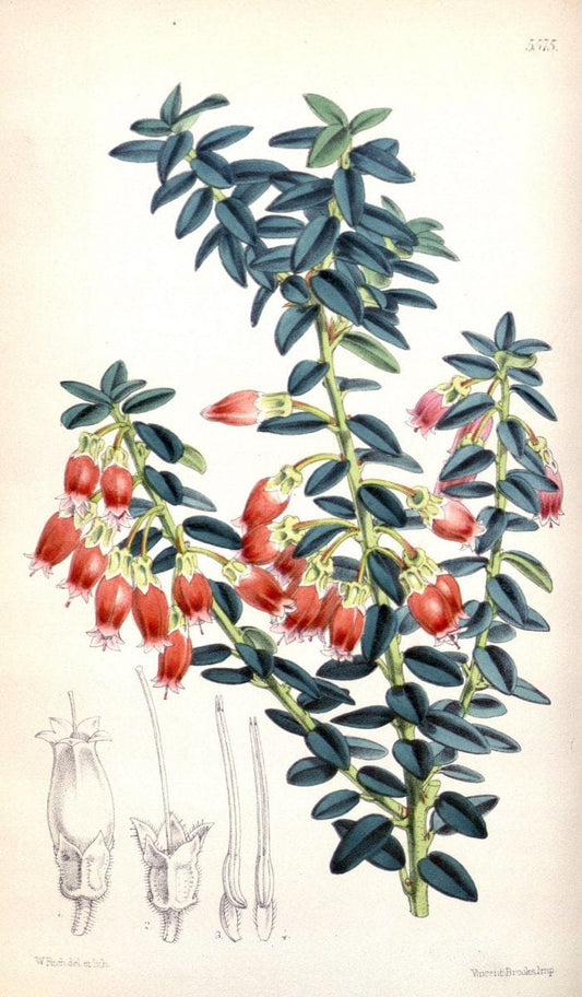 Curtis's botanical magazine. London ; New York [etc.] :Academic Press [etc.]. | "Botanical illustration" Botany Periodicals "Pictorial works" "Plants, Ornamental"  | Vintage Print Reproduction 453530