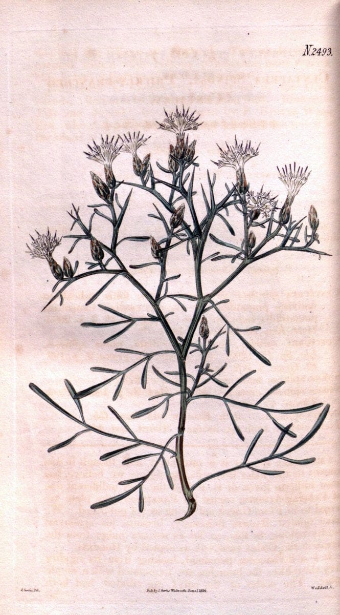 Curtis's botanical magazine. London ; New York [etc.] :Academic Press [etc.]. | "Botanical illustration" Botany Periodicals "Pictorial works" "Plants, Ornamental"  | Vintage Print Reproduction 453531