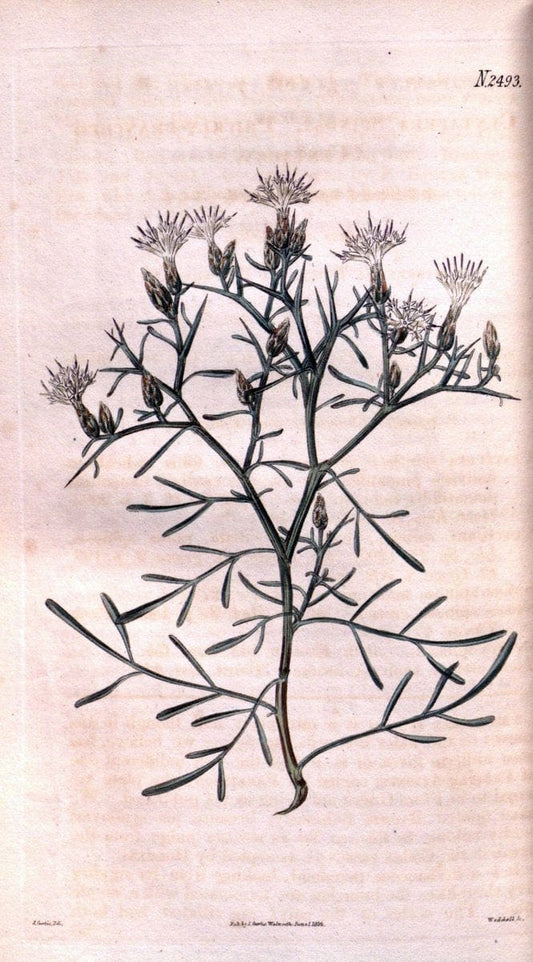 Curtis's botanical magazine. London ; New York [etc.] :Academic Press [etc.]. | "Botanical illustration" Botany Periodicals "Pictorial works" "Plants, Ornamental"  | Vintage Print Reproduction 453531