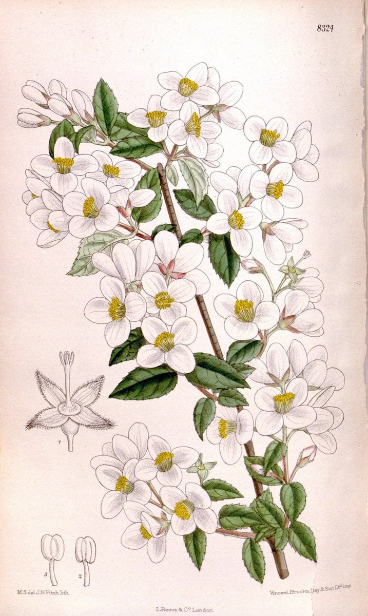 Curtis's botanical magazine. London ; New York [etc.] :Academic Press [etc.]. | "Botanical illustration" Botany Periodicals "Pictorial works" "Plants, Ornamental"  | Vintage Print Reproduction 453532