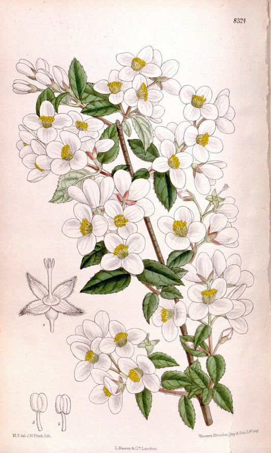 Curtis's botanical magazine. London ; New York [etc.] :Academic Press [etc.]. | "Botanical illustration" Botany Periodicals "Pictorial works" "Plants, Ornamental"  | Vintage Print Reproduction 453532
