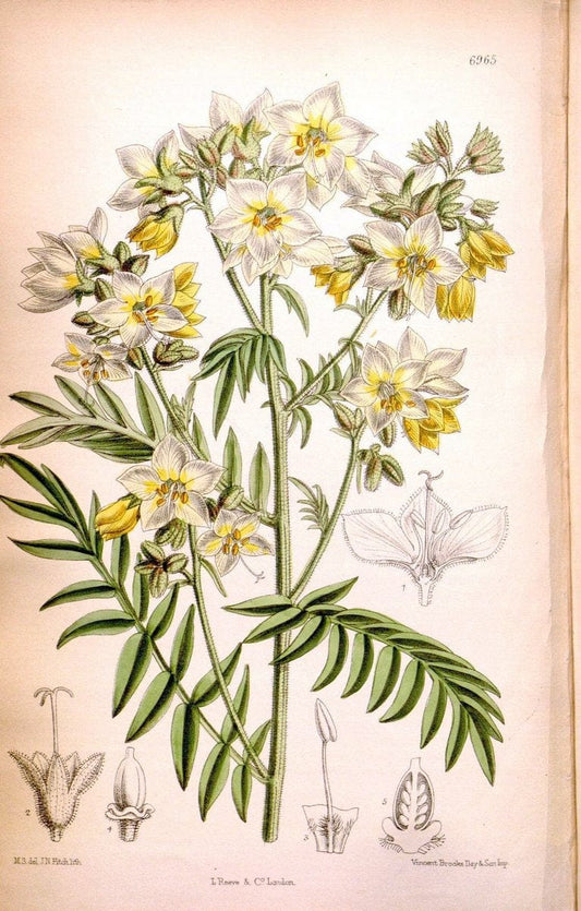 Curtis's botanical magazine. London ; New York [etc.] :Academic Press [etc.]. | "Botanical illustration" Botany Periodicals "Pictorial works" "Plants, Ornamental"  | Vintage Print Reproduction 453533