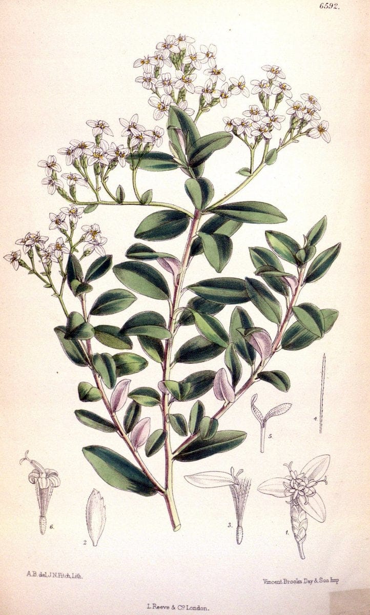 Curtis's botanical magazine. London ; New York [etc.] :Academic Press [etc.]. | "Botanical illustration" Botany Periodicals "Pictorial works" "Plants, Ornamental"  | Vintage Print Reproduction 453534