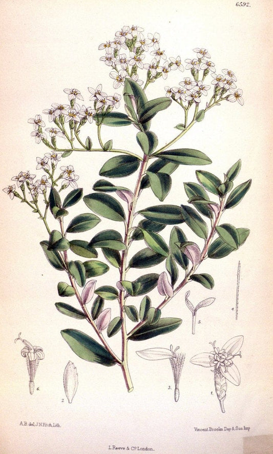 Curtis's botanical magazine. London ; New York [etc.] :Academic Press [etc.]. | "Botanical illustration" Botany Periodicals "Pictorial works" "Plants, Ornamental"  | Vintage Print Reproduction 453534