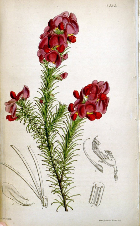 Curtis's botanical magazine. London ; New York [etc.] :Academic Press [etc.]. | "Botanical illustration" Botany Periodicals "Pictorial works" "Plants, Ornamental"  | Vintage Print Reproduction 453535