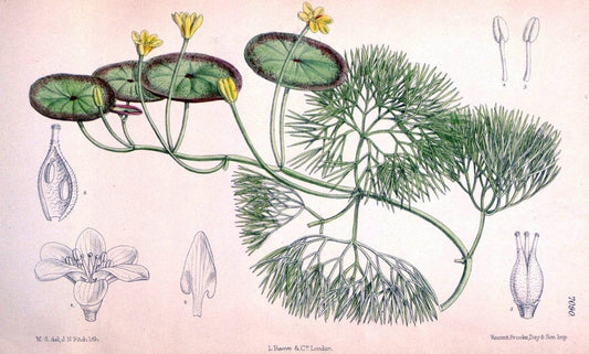 Curtis's botanical magazine. London ; New York [etc.] :Academic Press [etc.]. | "Botanical illustration" Botany Periodicals "Pictorial works" "Plants, Ornamental"  | Vintage Print Reproduction 453536