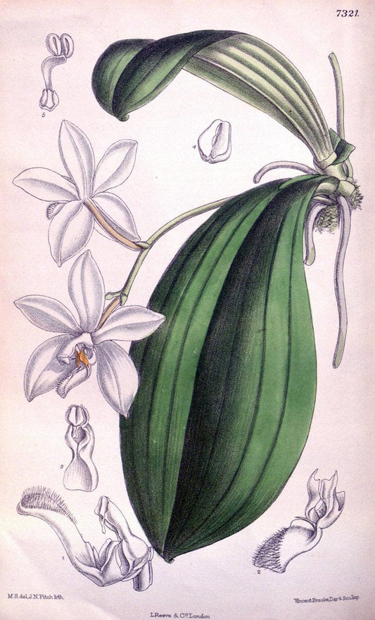 Curtis's botanical magazine. London ; New York [etc.] :Academic Press [etc.]. | "Botanical illustration" Botany Periodicals "Pictorial works" "Plants, Ornamental"  | Vintage Print Reproduction 453538