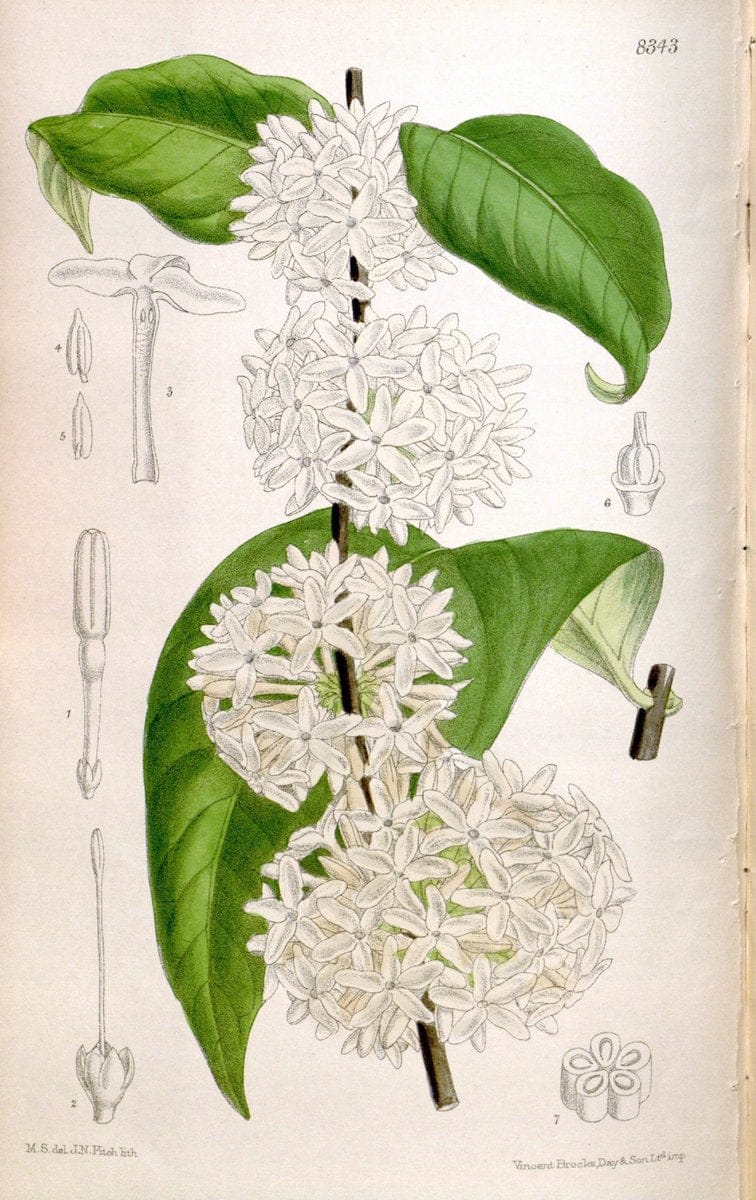 Curtis's botanical magazine. London ; New York [etc.] :Academic Press [etc.]. | "Botanical illustration" Botany Periodicals "Pictorial works" "Plants, Ornamental"  | Vintage Print Reproduction 453539