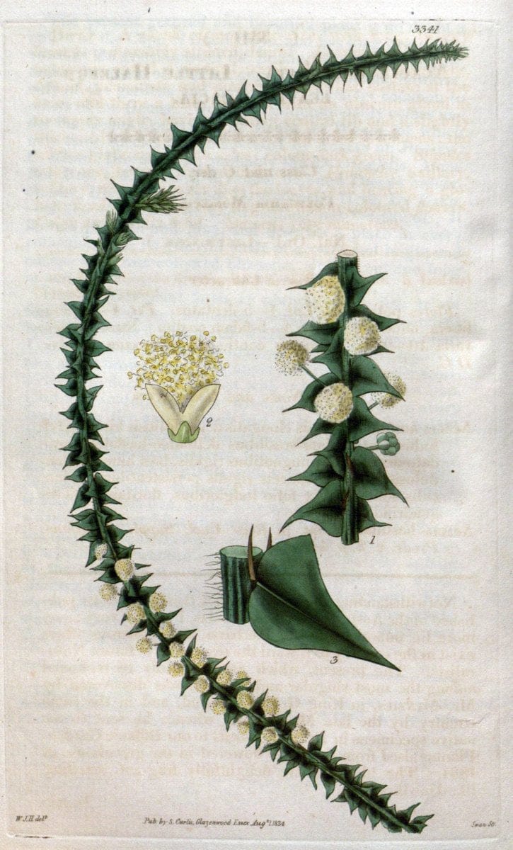 Curtis's botanical magazine..London ;New York [etc.] :Academic Press [etc.]. |  | Vintage Print Reproduction 453540