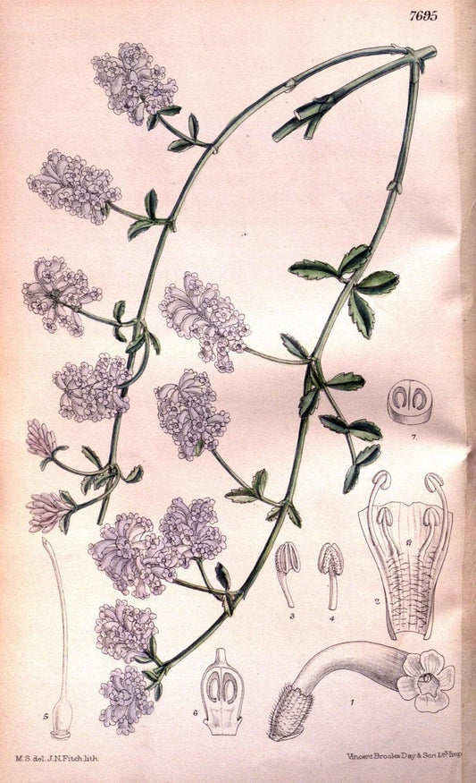 Curtis's botanical magazine. London ;New York [etc.] :Academic Press [etc.]. | Botany Periodicals "Pictorial works"  | Vintage Print Reproduction 453541
