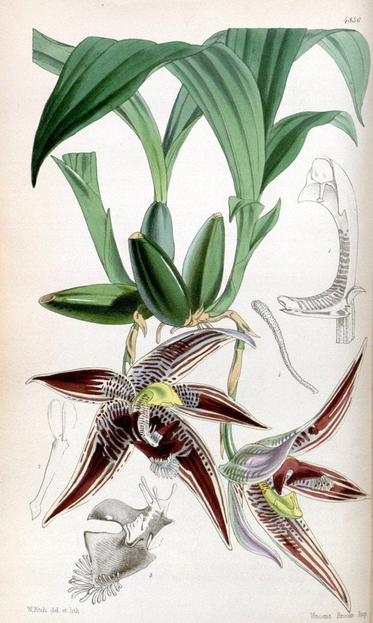 Curtis's botanical magazine. London ;New York [etc.] :Academic Press [etc.]. | Botany Periodicals "Pictorial works"  | Vintage Print Reproduction 453542