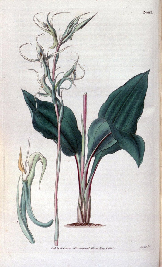 Curtis's botanical magazine. London ;New York [etc.] :Academic Press [etc.]. | Botany Periodicals "Pictorial works"  | Vintage Print Reproduction 453544