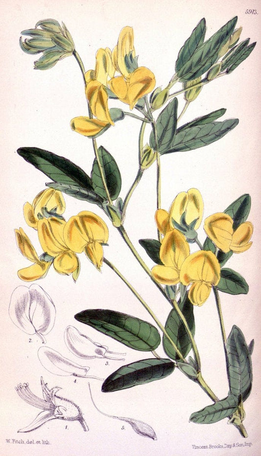 Curtis's botanical magazine. London ;New York [etc.] :Academic Press [etc.]. | Botany Periodicals "Pictorial works"  | Vintage Print Reproduction 453545
