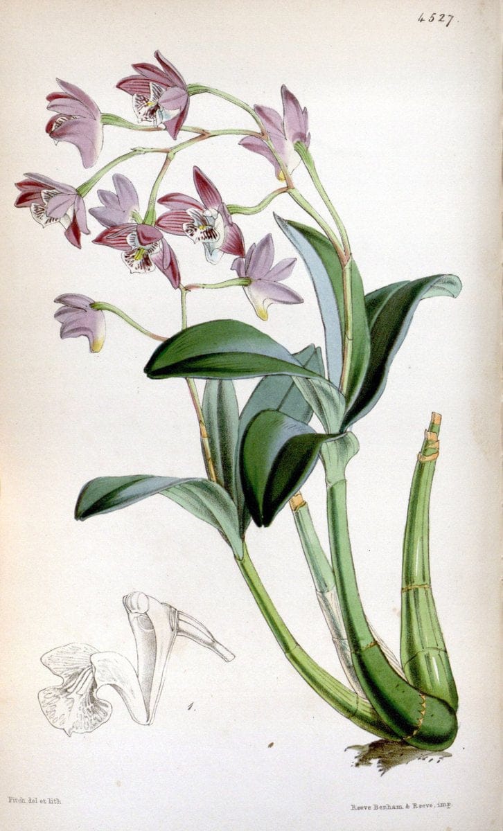Curtis's botanical magazine. London ;New York [etc.] :Academic Press [etc.]. | Botany Periodicals "Pictorial works"  | Vintage Print Reproduction 453546