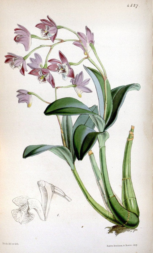 Curtis's botanical magazine. London ;New York [etc.] :Academic Press [etc.]. | Botany Periodicals "Pictorial works"  | Vintage Print Reproduction 453546
