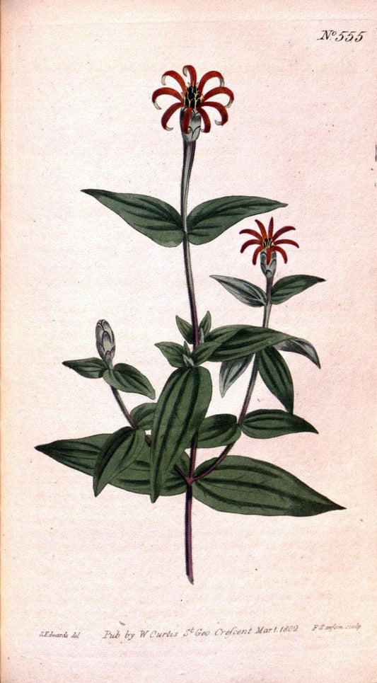 Curtis's botanical magazine. London ;New York [etc.] :Academic Press [etc.]. | Botany Periodicals "Pictorial works"  | Vintage Print Reproduction 453547
